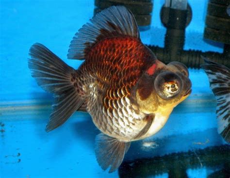 羅漢金魚|金魚&水族快訊Goldfish & Aquarium Messages: 市售。